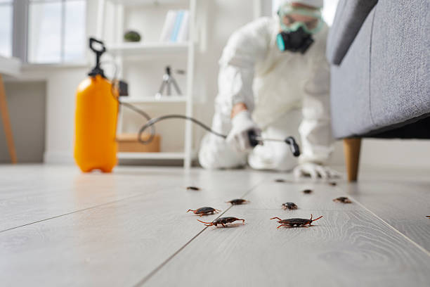 Commercial Rodent Management in South Coventry